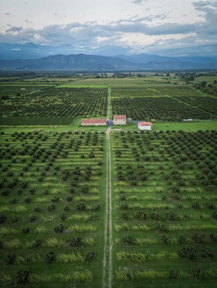 Mestvireni Telavi Extérieur photo