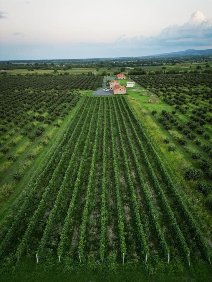Mestvireni Telavi Extérieur photo